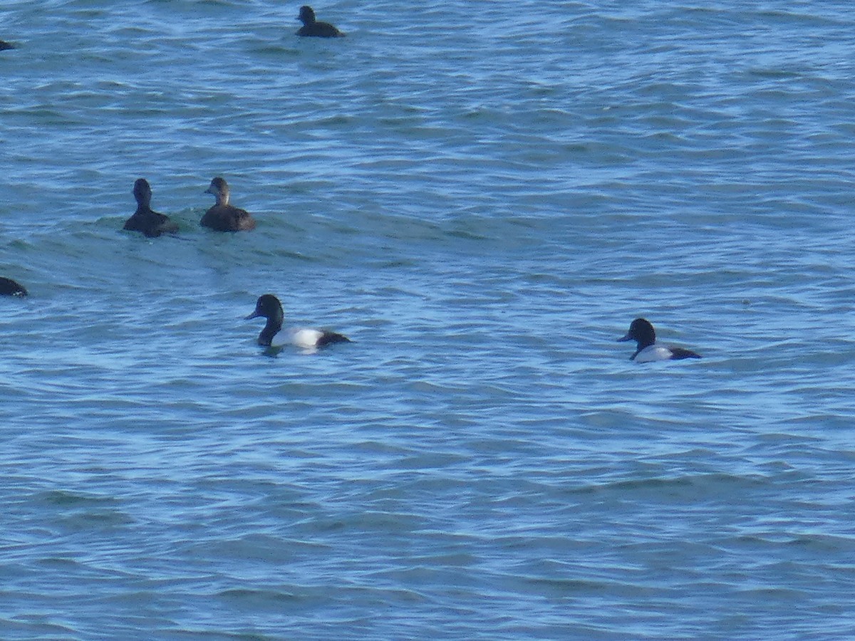 Greater Scaup - ML646698844