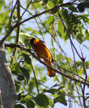 Bullock's Oriole - ML646698845