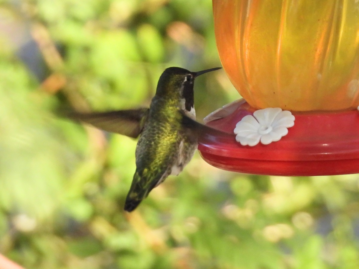 Anna's Hummingbird - ML646698846