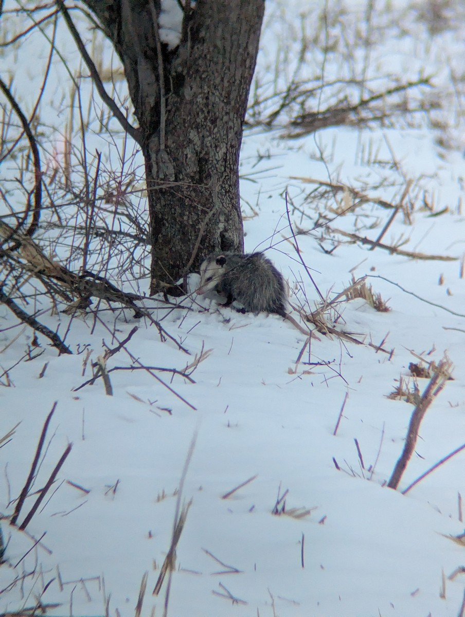 Opossums - ML646698847