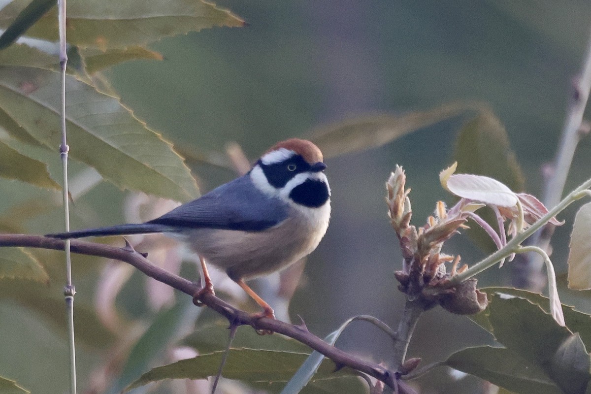 Black-throated Tit - ML646698850