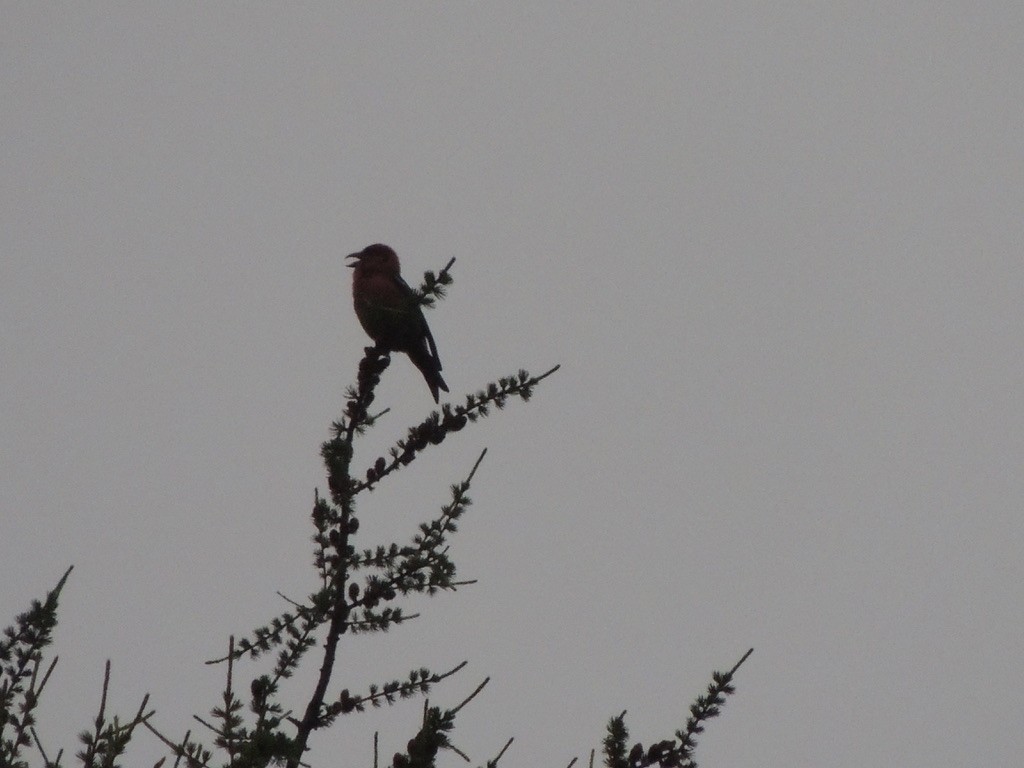 White-winged Crossbill - ML646698851