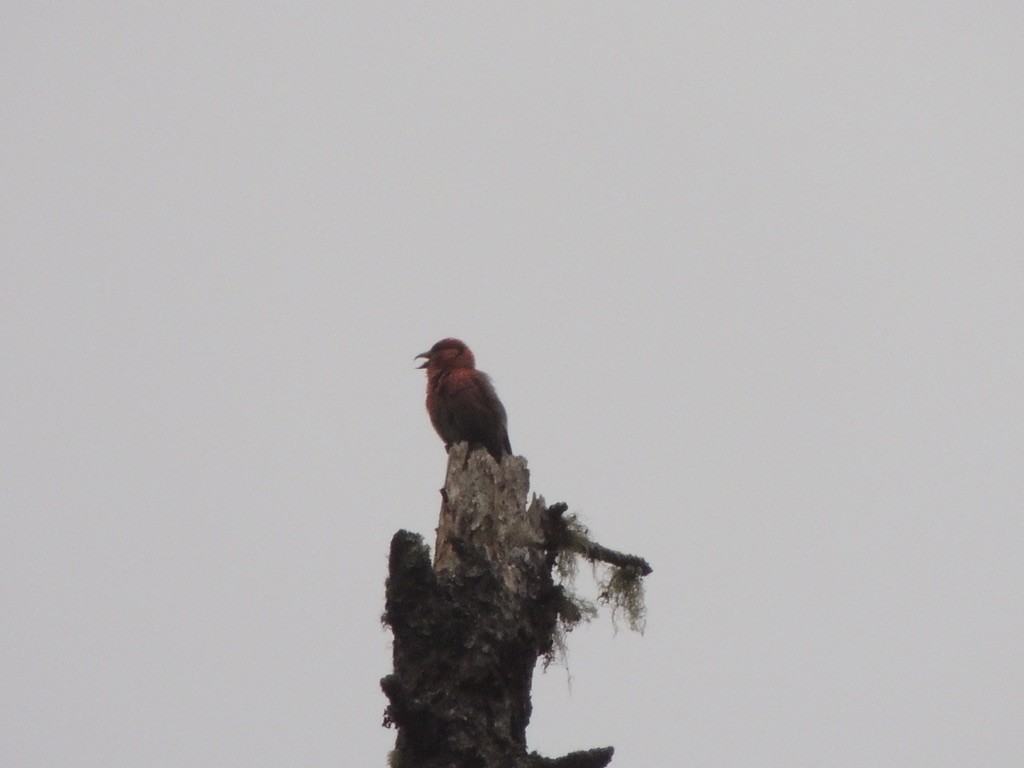 White-winged Crossbill - ML646698852