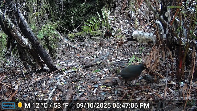 Black-throated Huet-huet - ML646698853