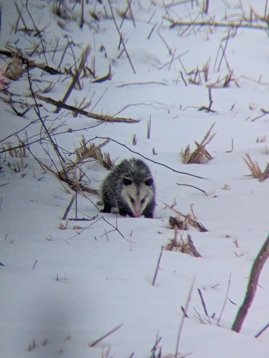 Opossums - ML646698854