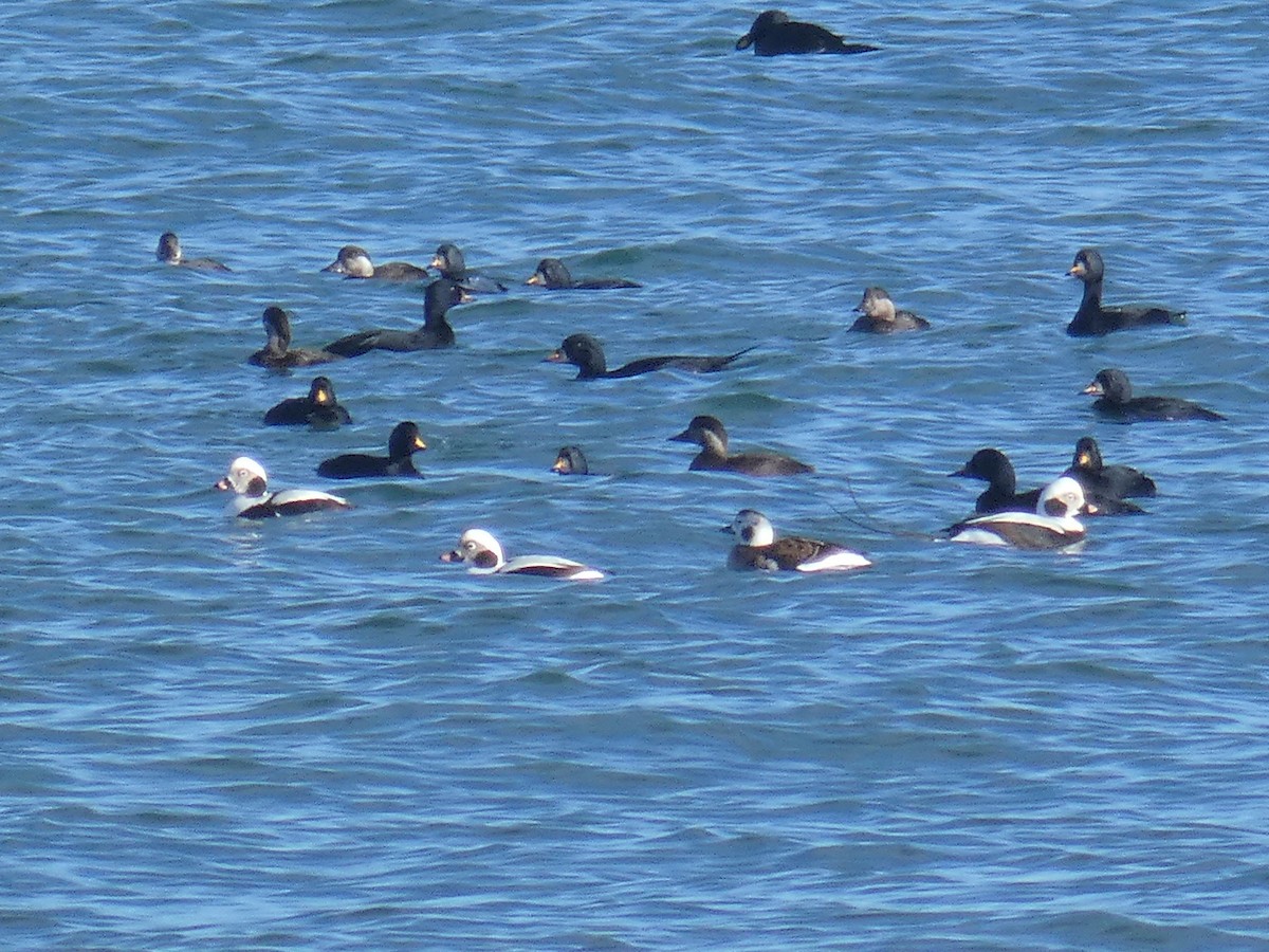 Long-tailed Duck - ML646698855
