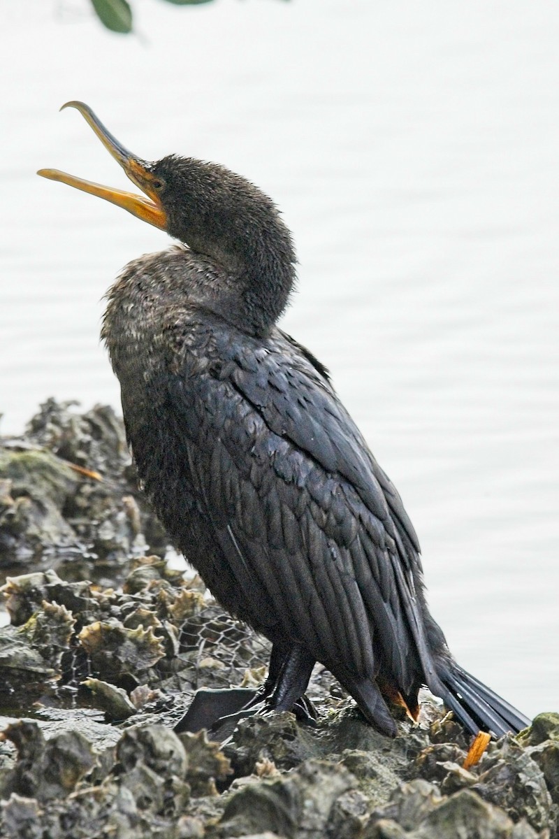 Double-crested Cormorant - ML646698856