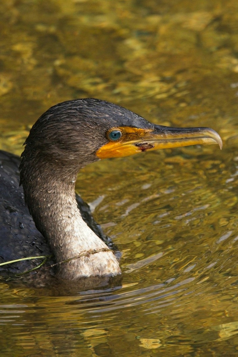 Double-crested Cormorant - ML646698857