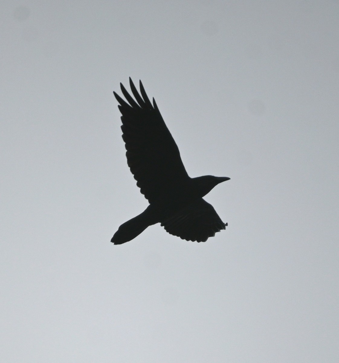 Common Raven - ML646698858