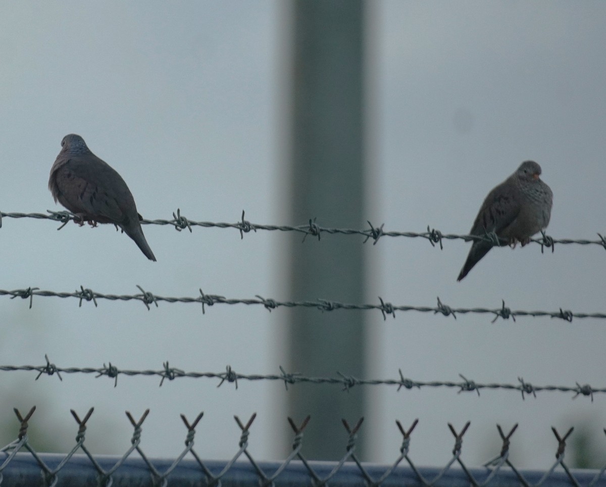 Common Ground Dove - ML646698859