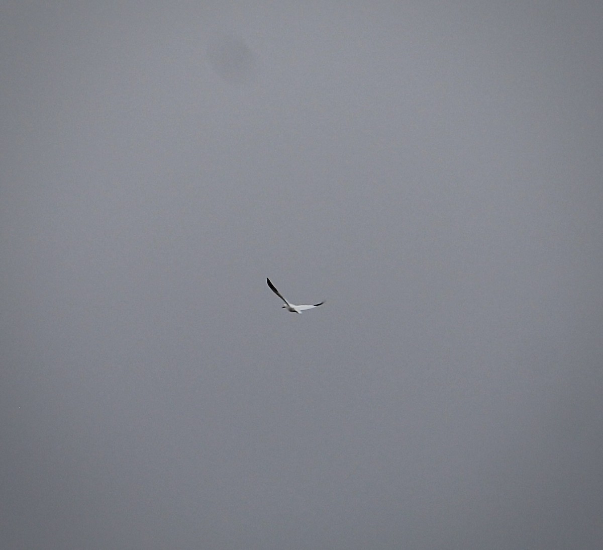 Snow Goose - ML646698860