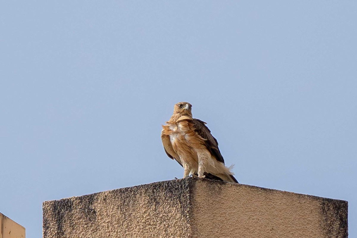 Greater Spotted Eagle - ML646698862