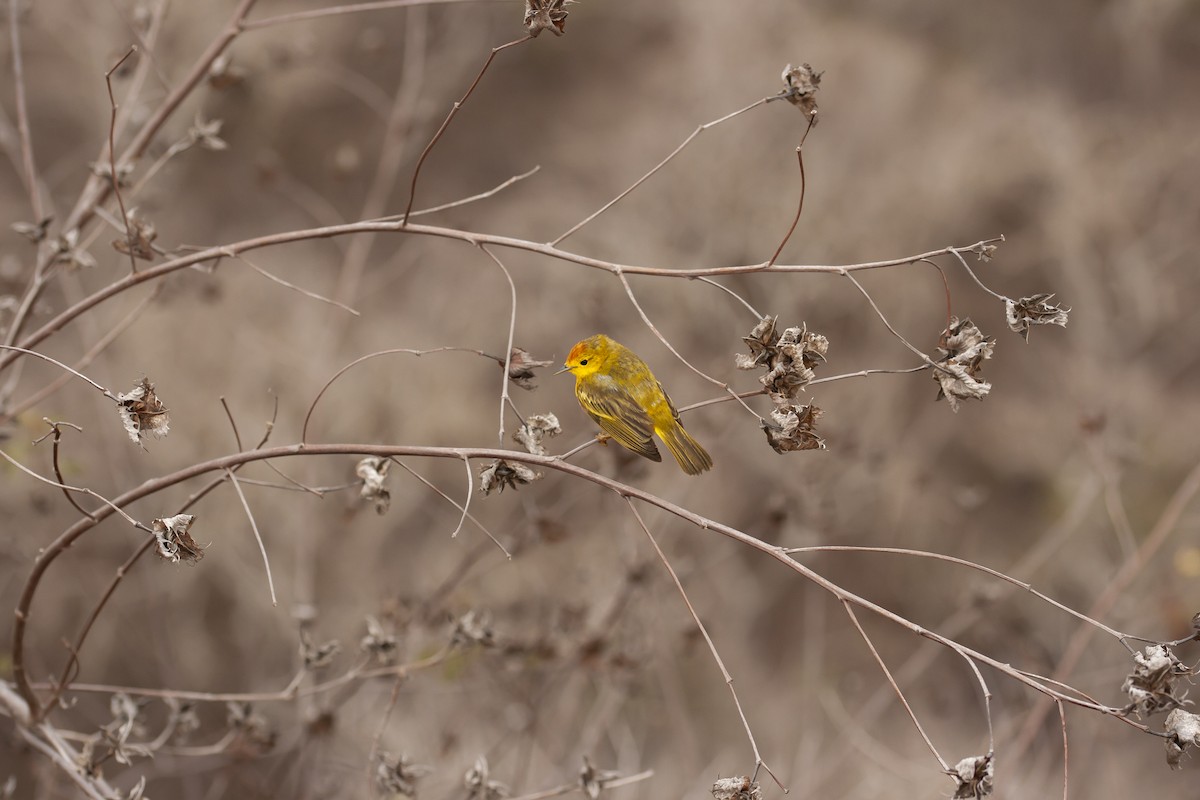Mangrove Yellow Warbler - ML646698863