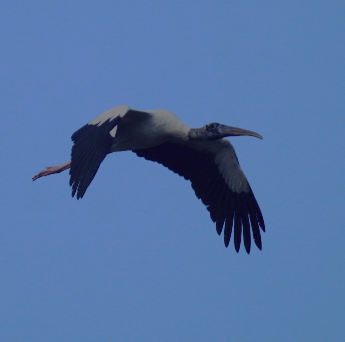 Wood Stork - ML646698864