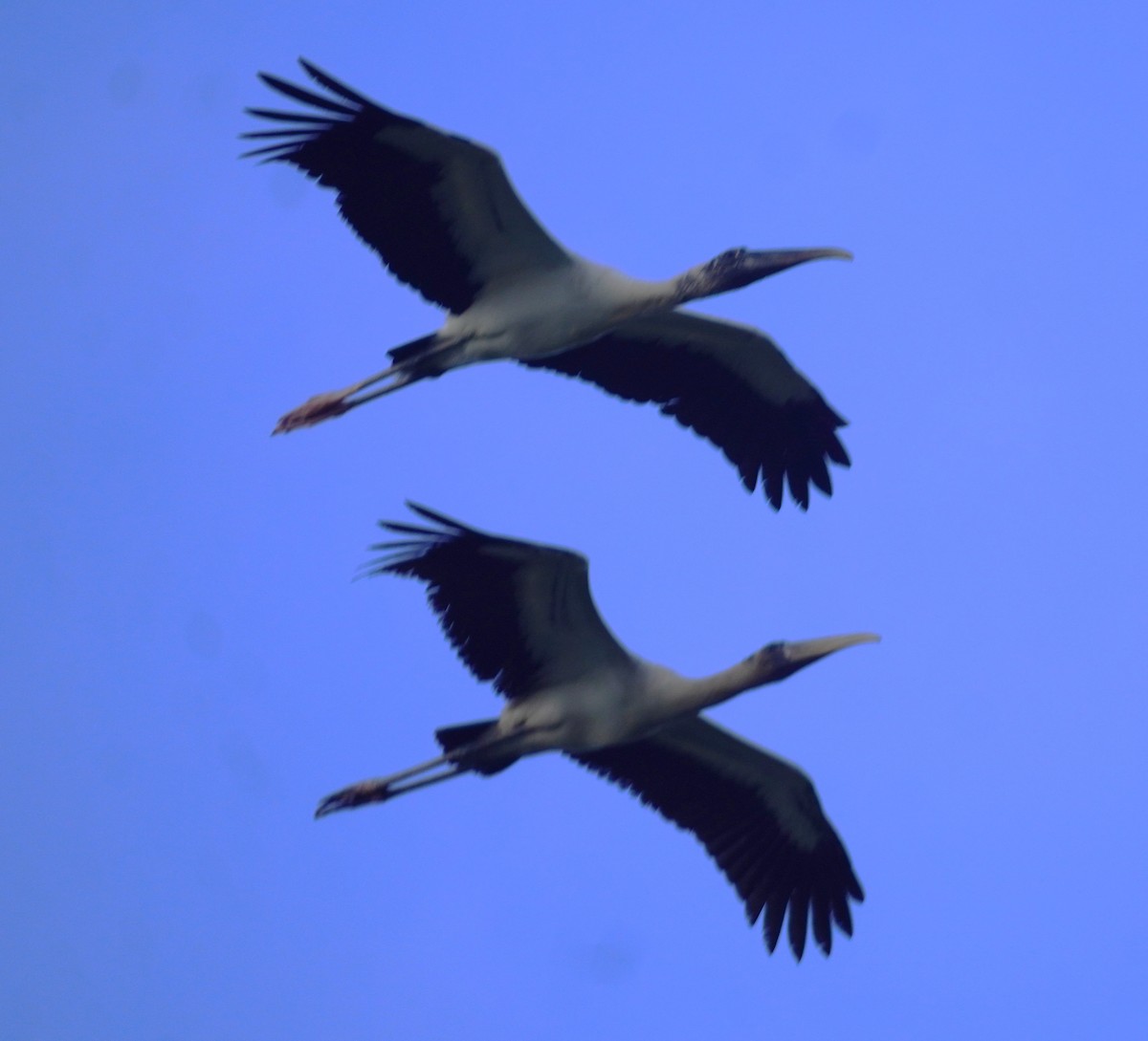 Wood Stork - ML646698865