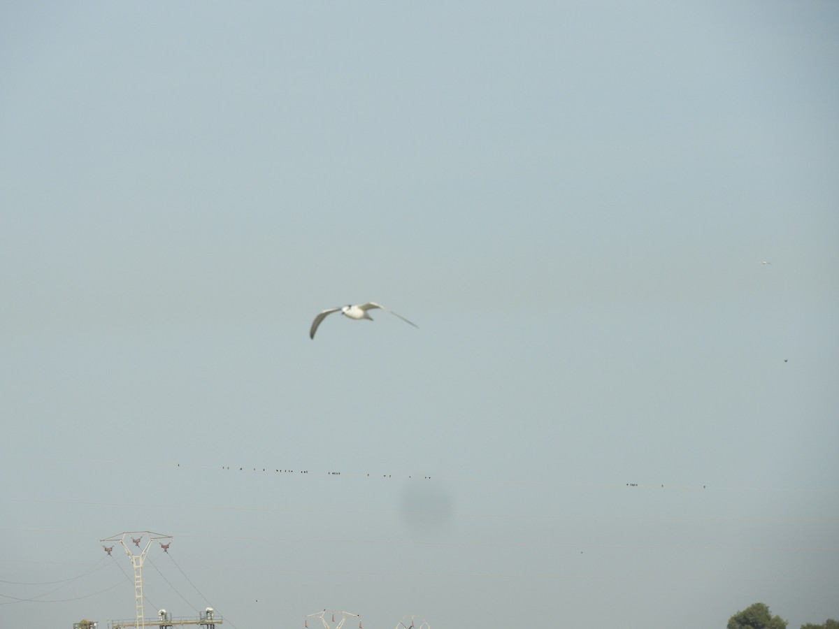 Whiskered Tern - ML646698866