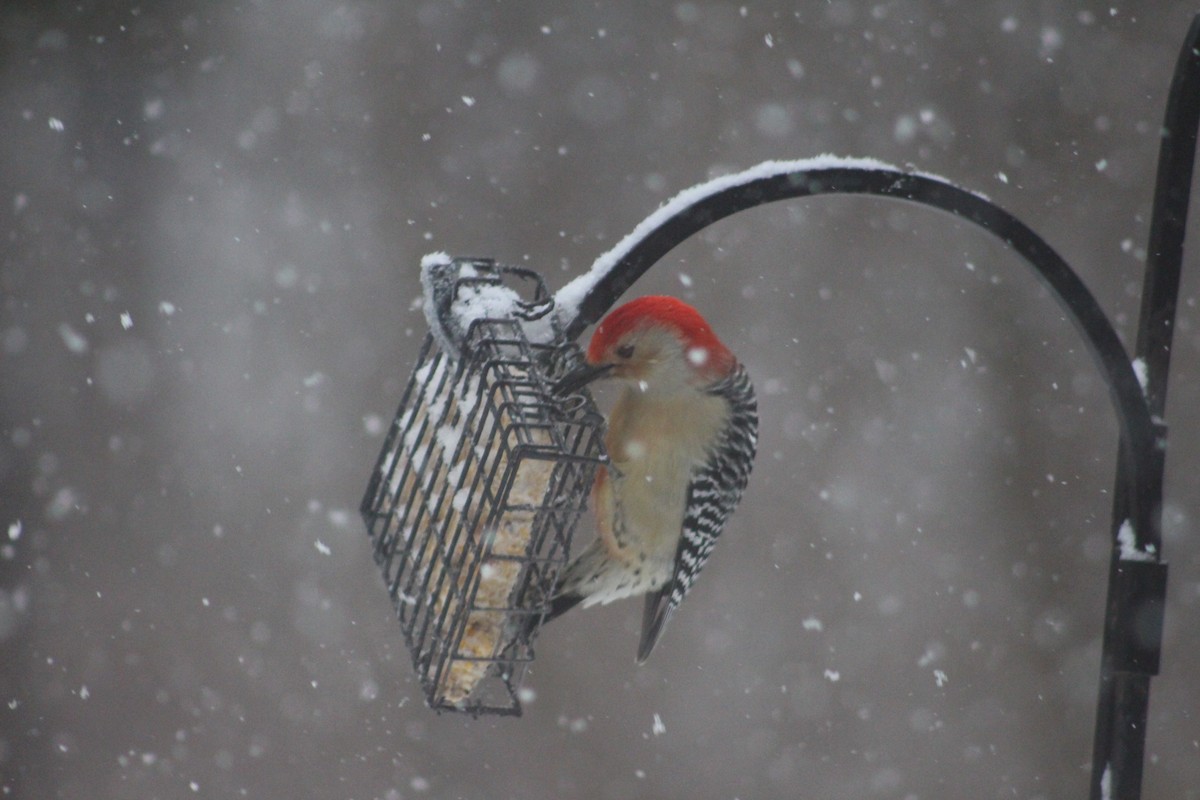 Red-bellied Woodpecker - ML646698867