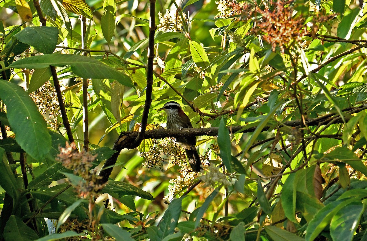 Streak-breasted Scimitar-Babbler - ML646698868