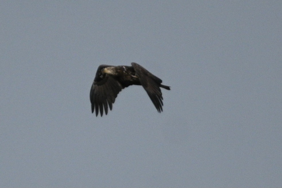 Bald Eagle - ML646698869