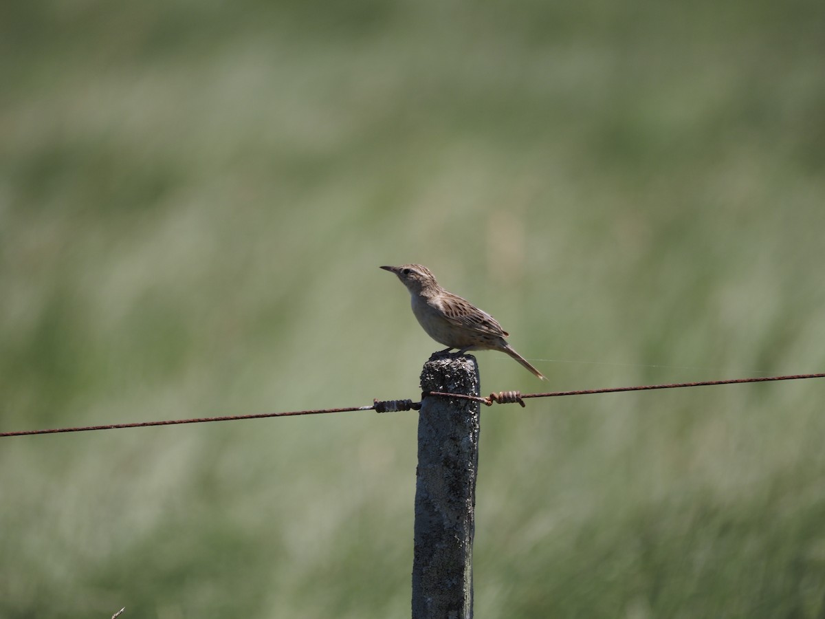 Hudson's Canastero - ML646698871