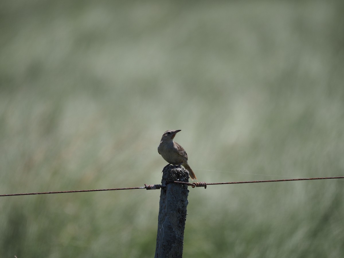 Hudson's Canastero - ML646698872