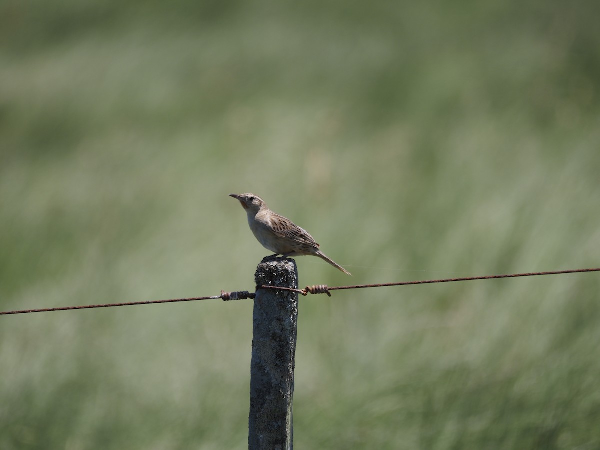 Hudson's Canastero - ML646698873