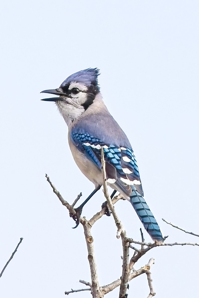 Blue Jay - ML646698874