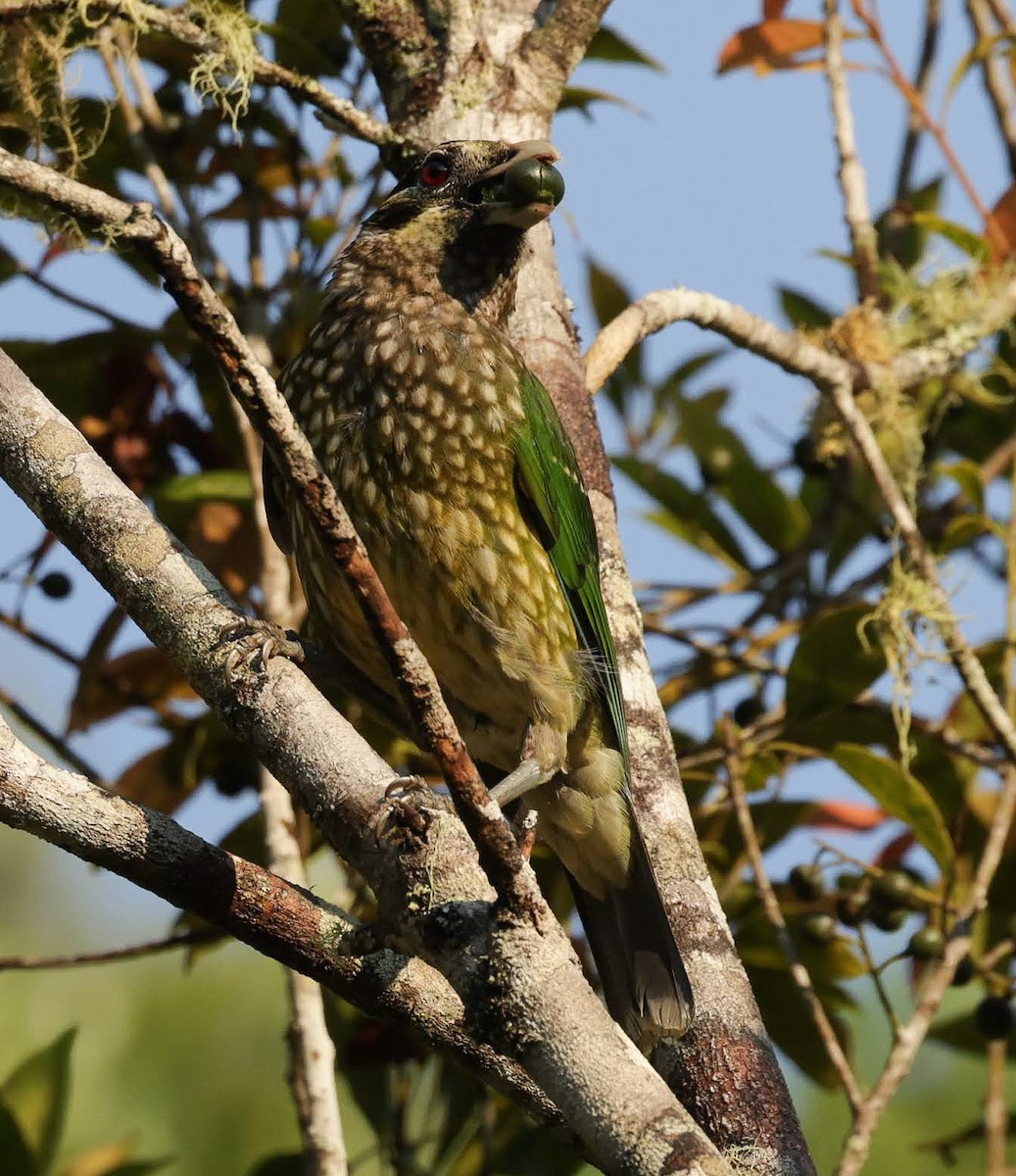 Spotted Catbird - ML646698879