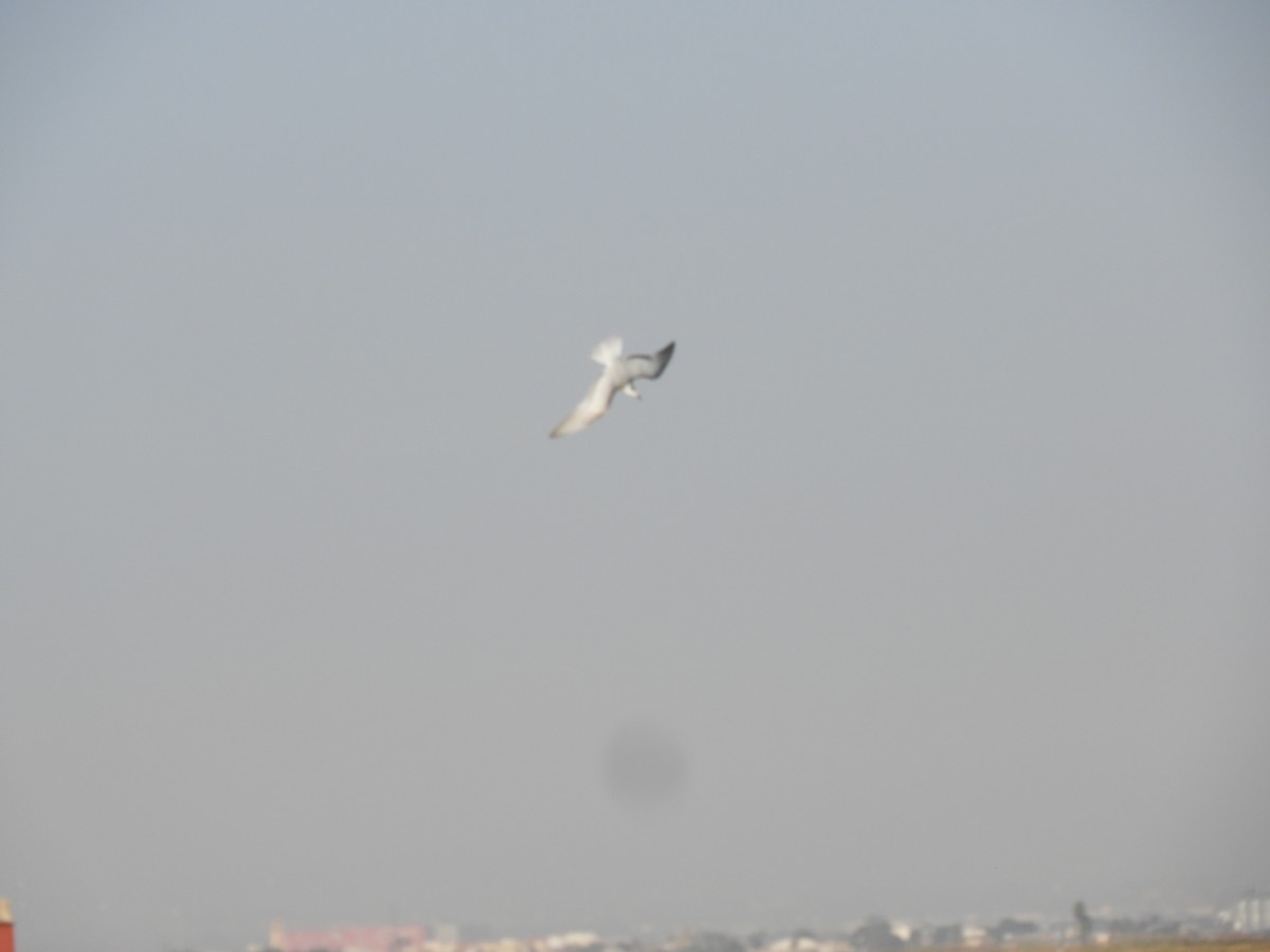 Whiskered Tern - ML646698880