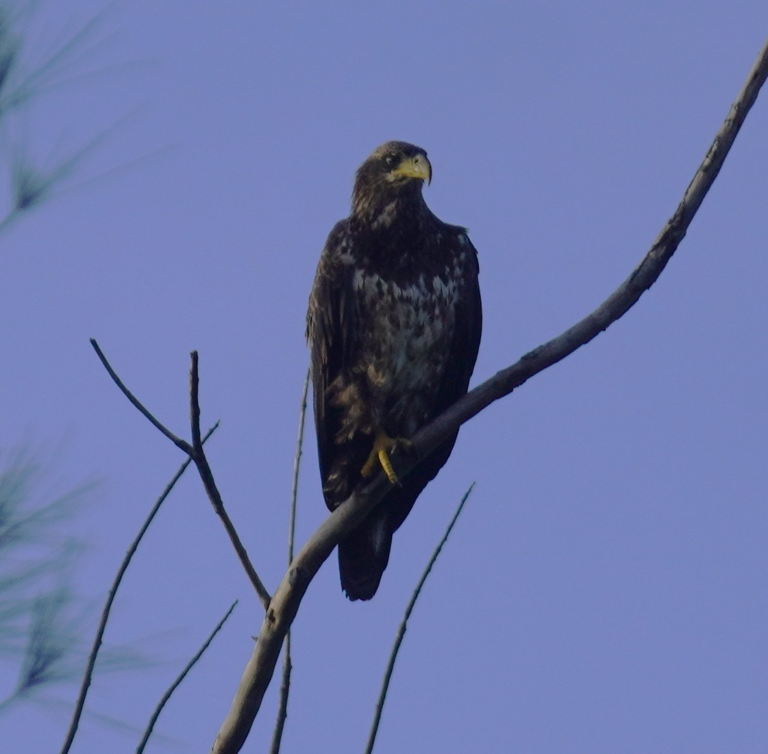 Bald Eagle - ML646698881