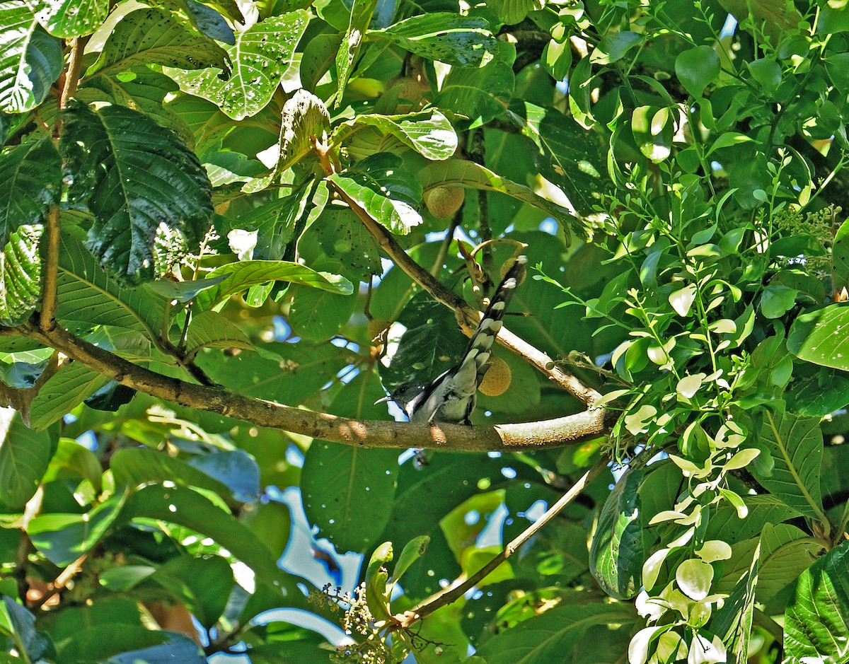 Long-tailed Sibia - ML646698882