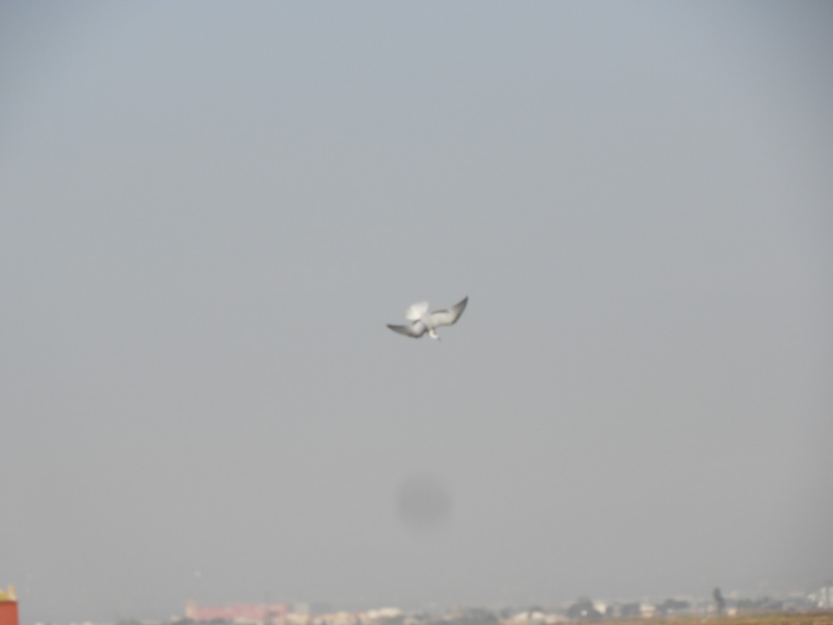 Whiskered Tern - ML646698884