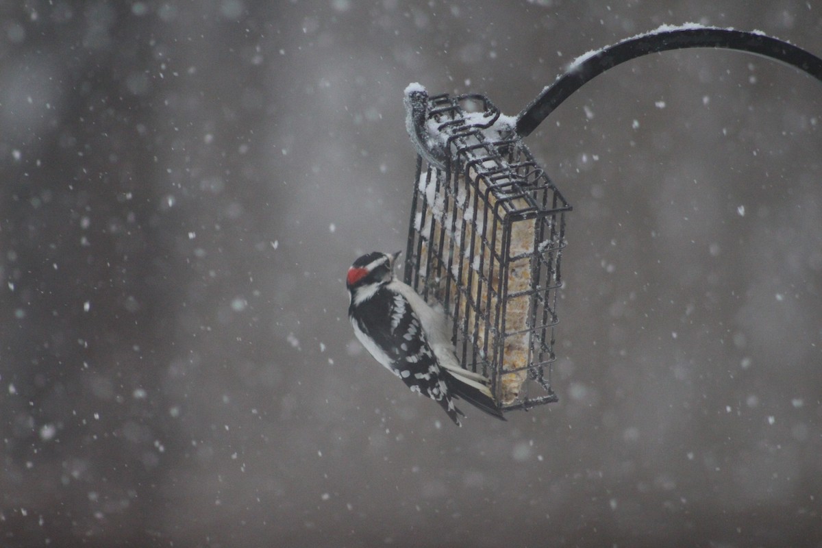 Downy Woodpecker - ML646698885