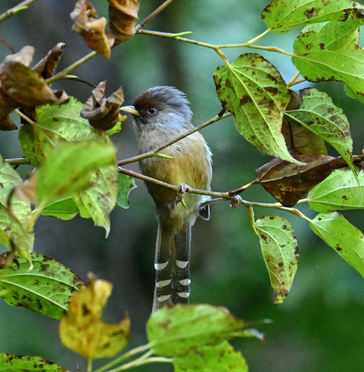 Rusty-fronted Barwing - ML646698886