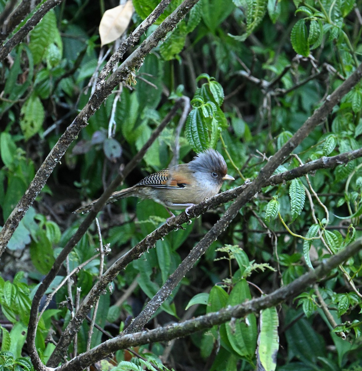 Rusty-fronted Barwing - ML646698887