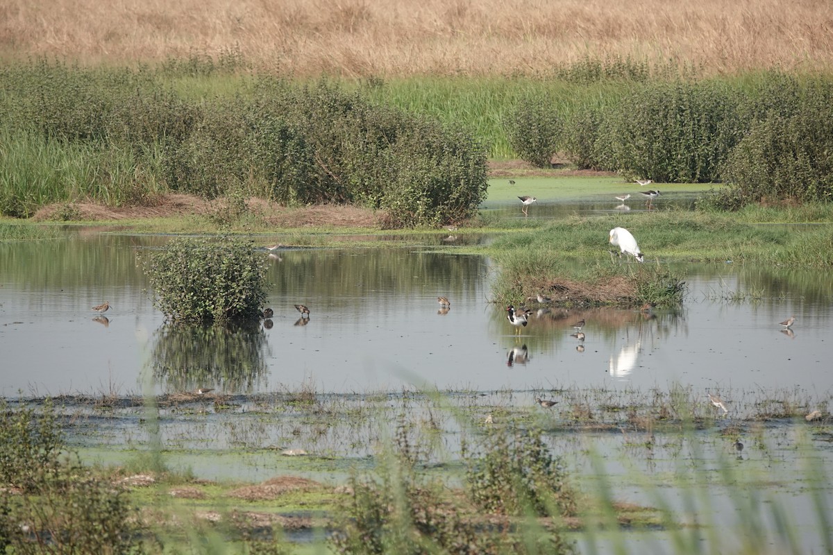 Common Snipe - ML646698889