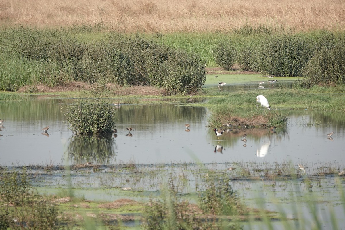 Common Snipe - ML646698890