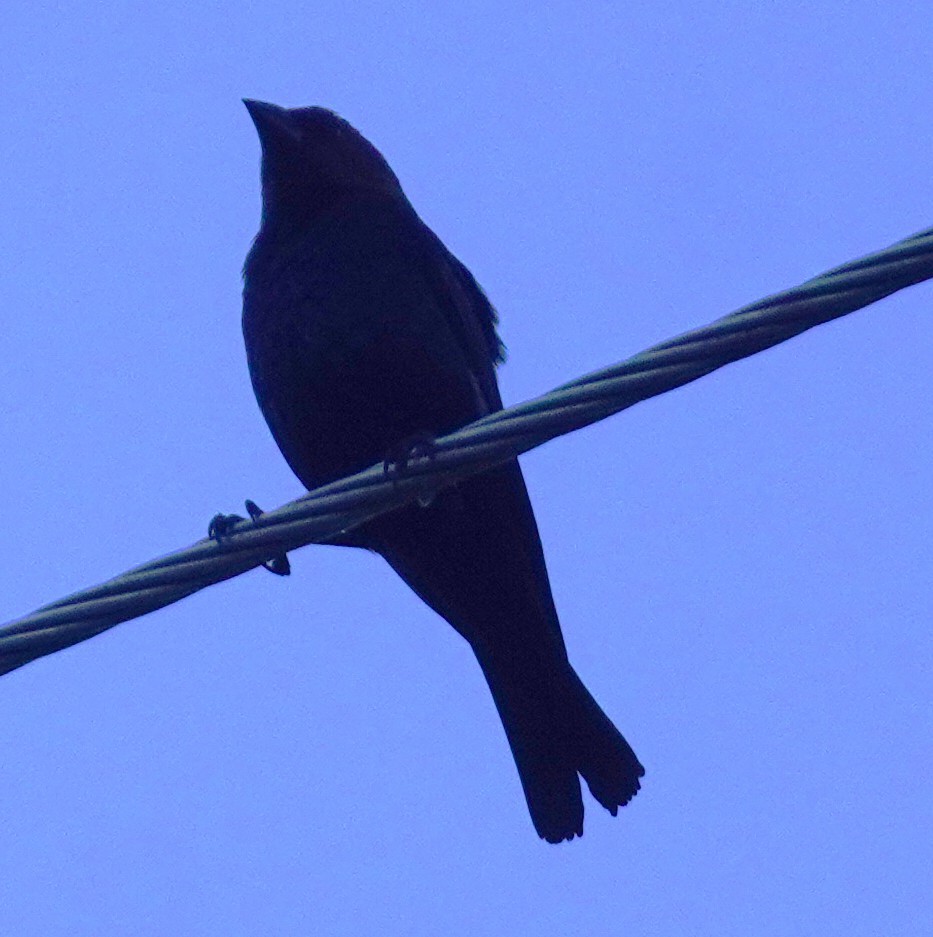 Brown-headed Cowbird - ML646698892