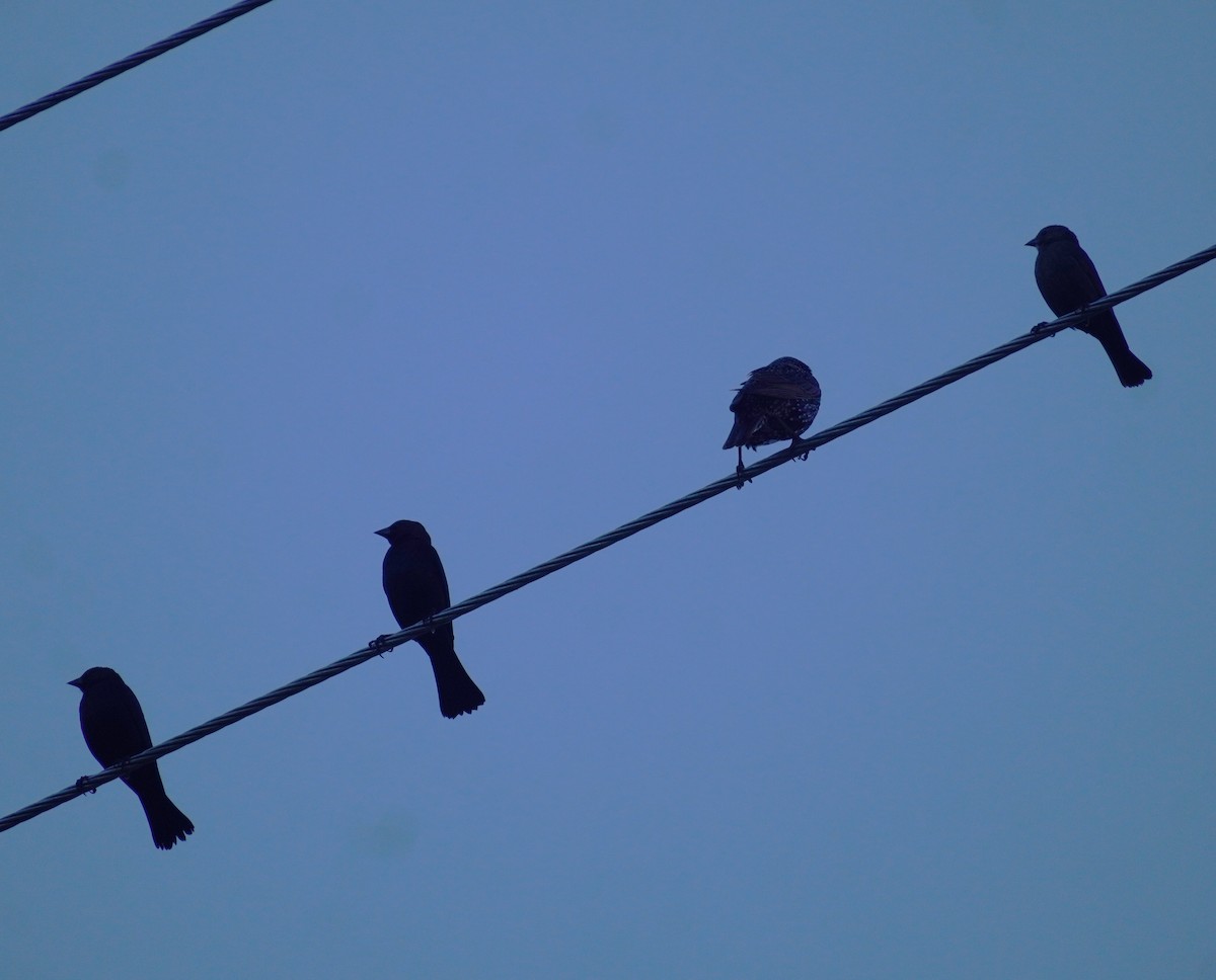 Brown-headed Cowbird - ML646698893