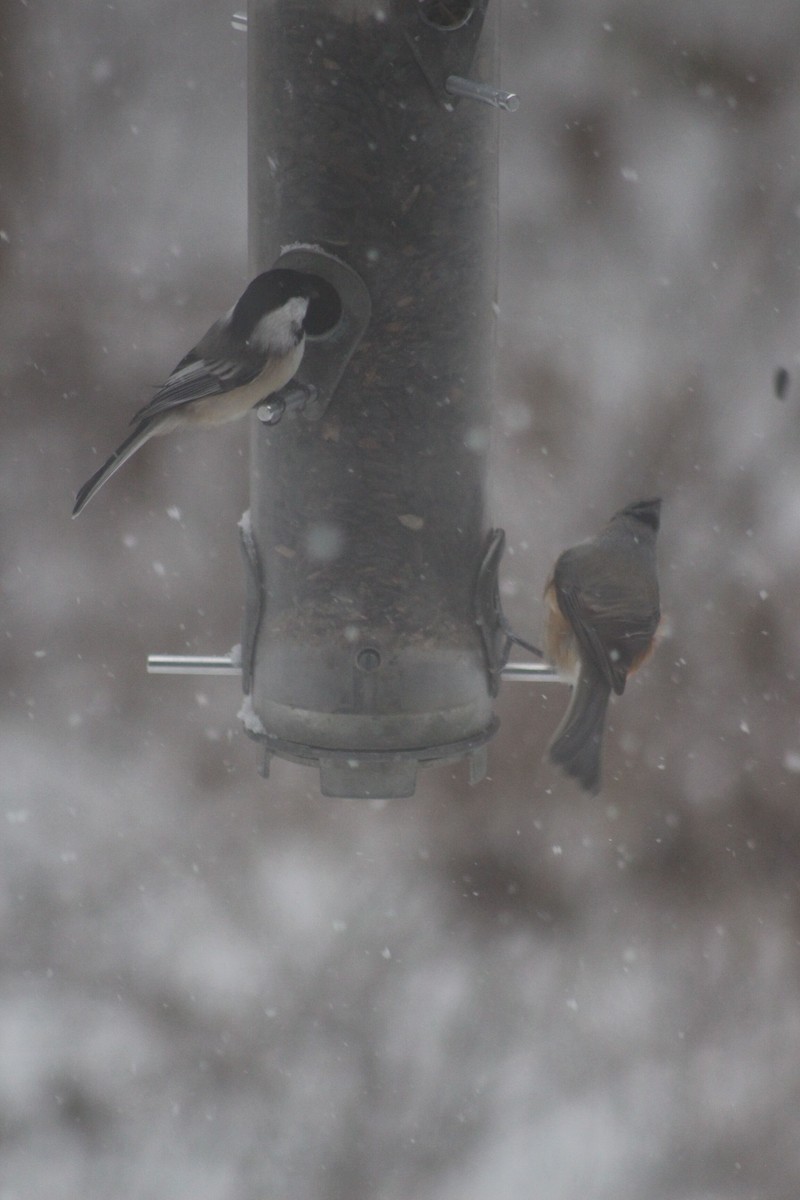 Black-capped Chickadee - ML646698894