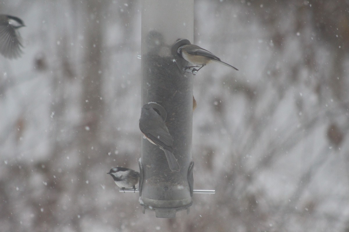 Black-capped Chickadee - ML646698895