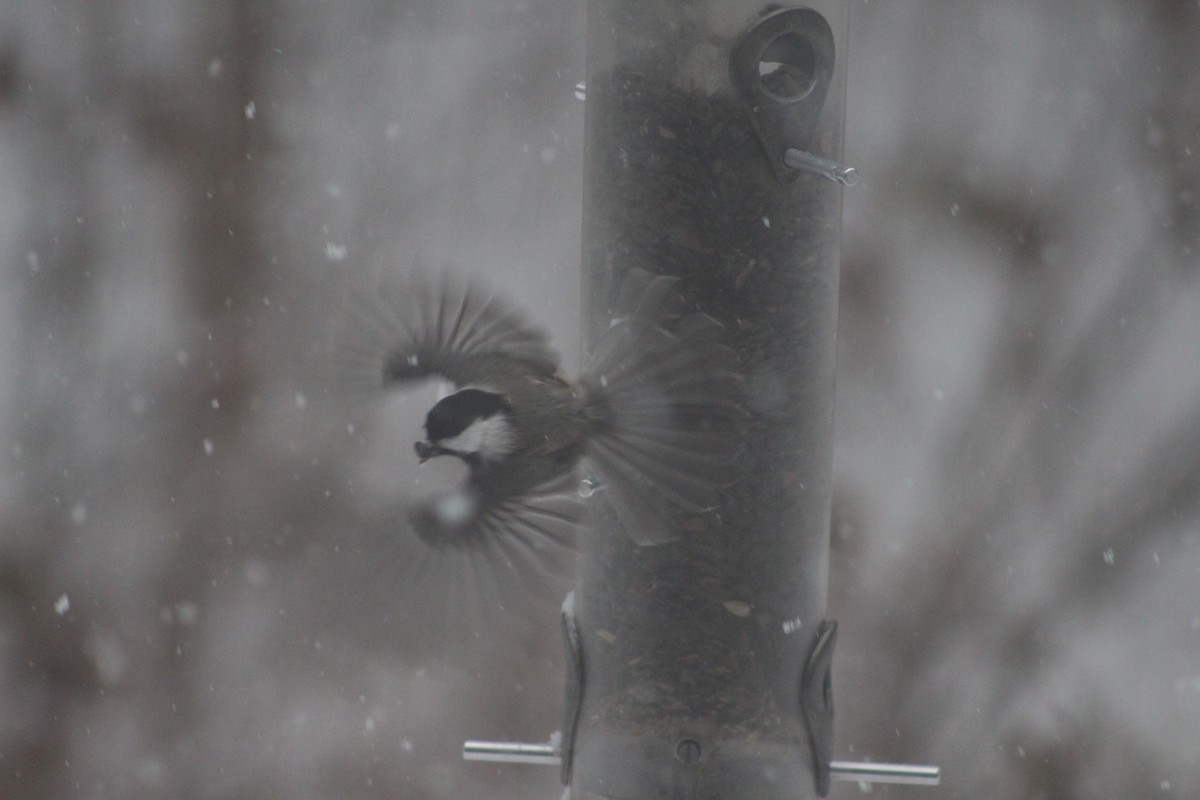Black-capped Chickadee - ML646698896