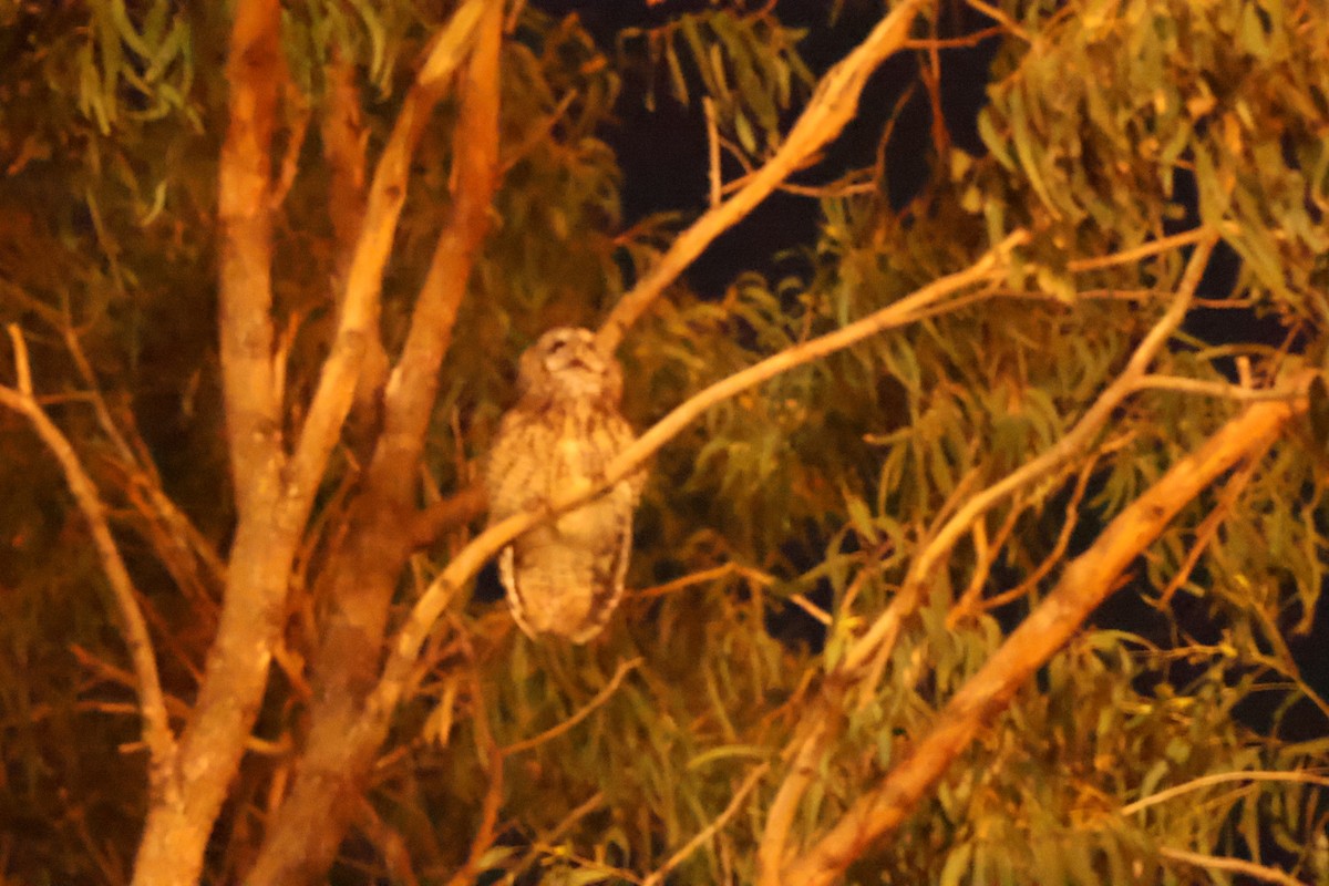 Allocco - ML646698897