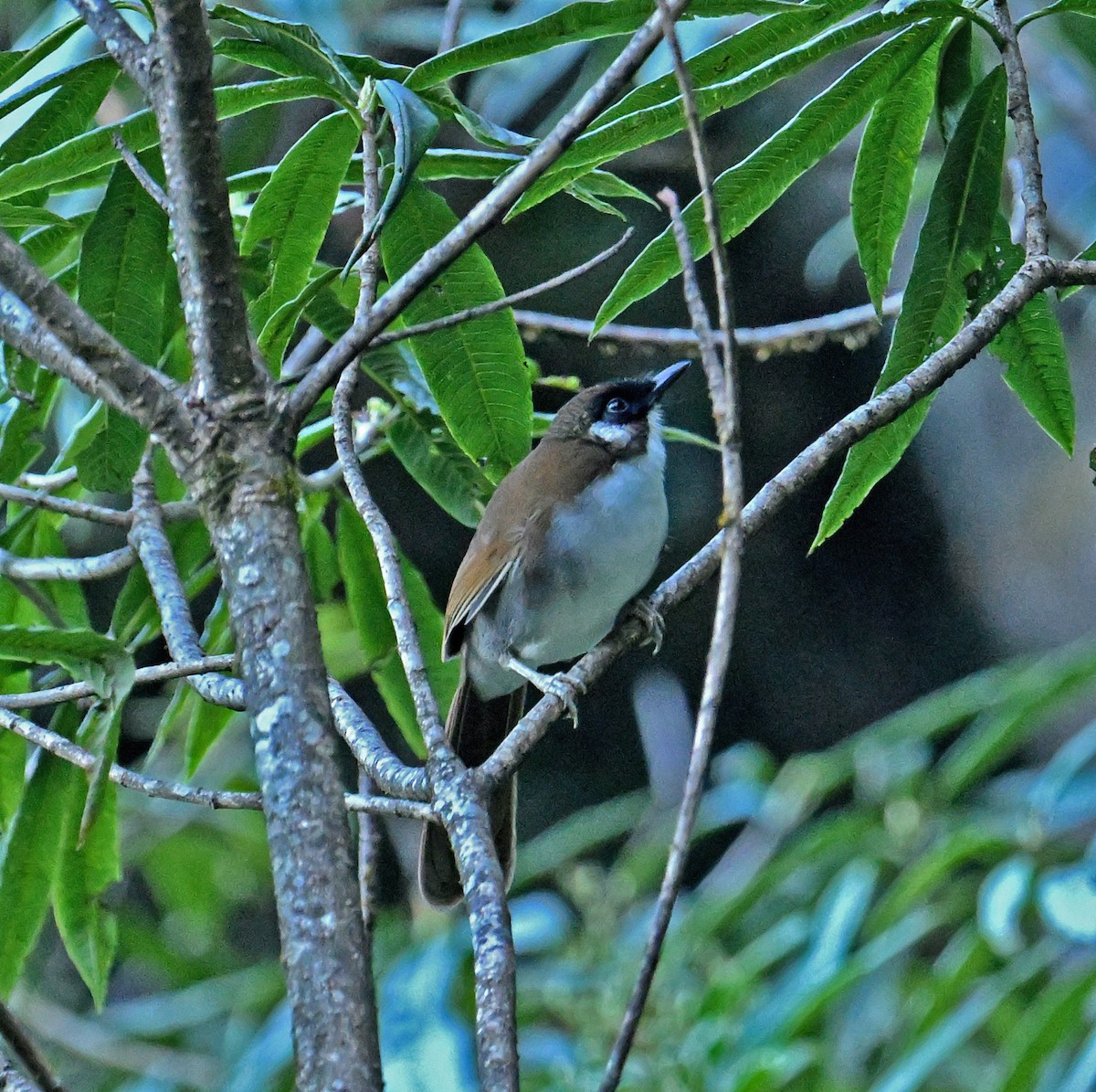Gray-sided Laughingthrush - ML646698898