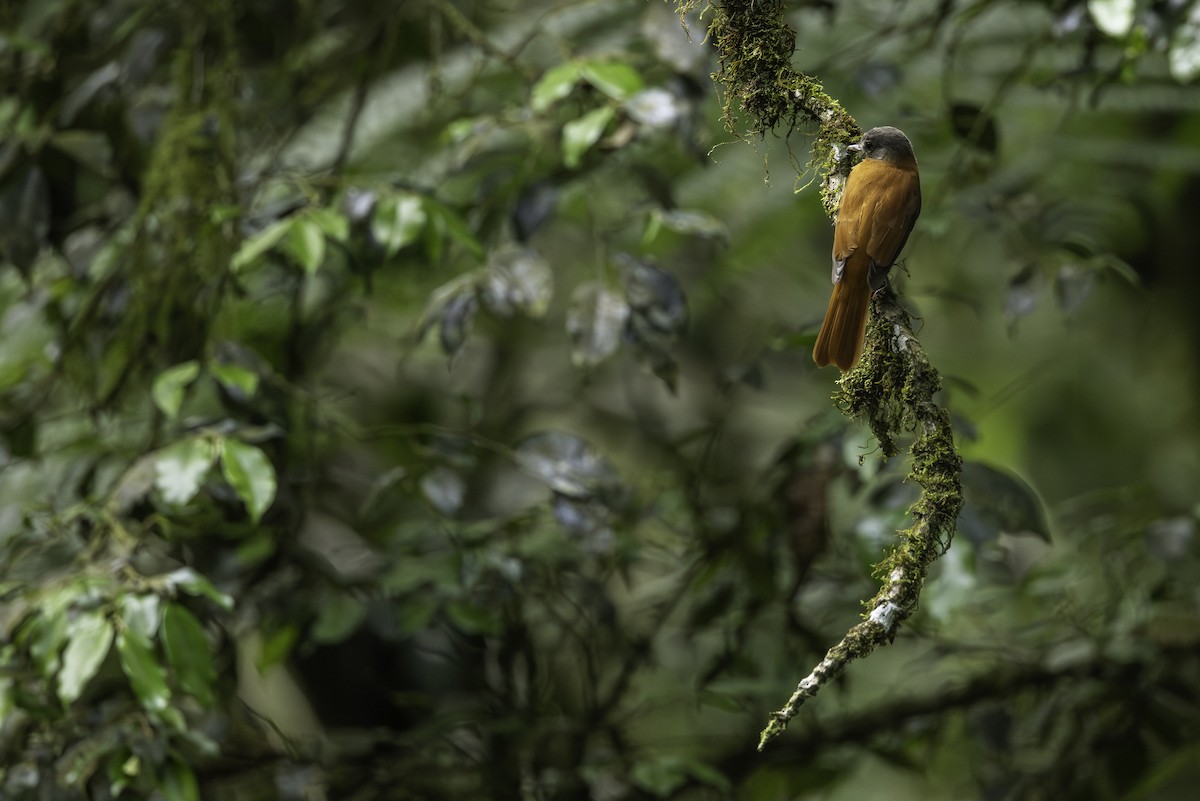 Rufous-tailed Attila - ML646698906