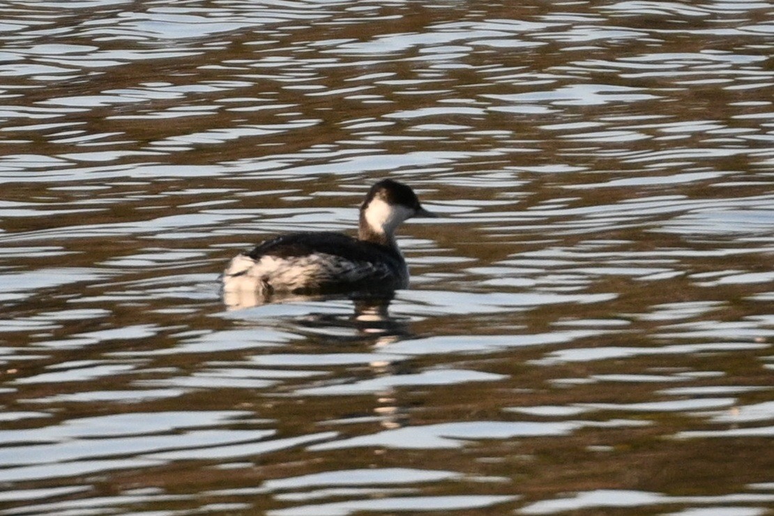 Ухаа шунгуур - ML646698911