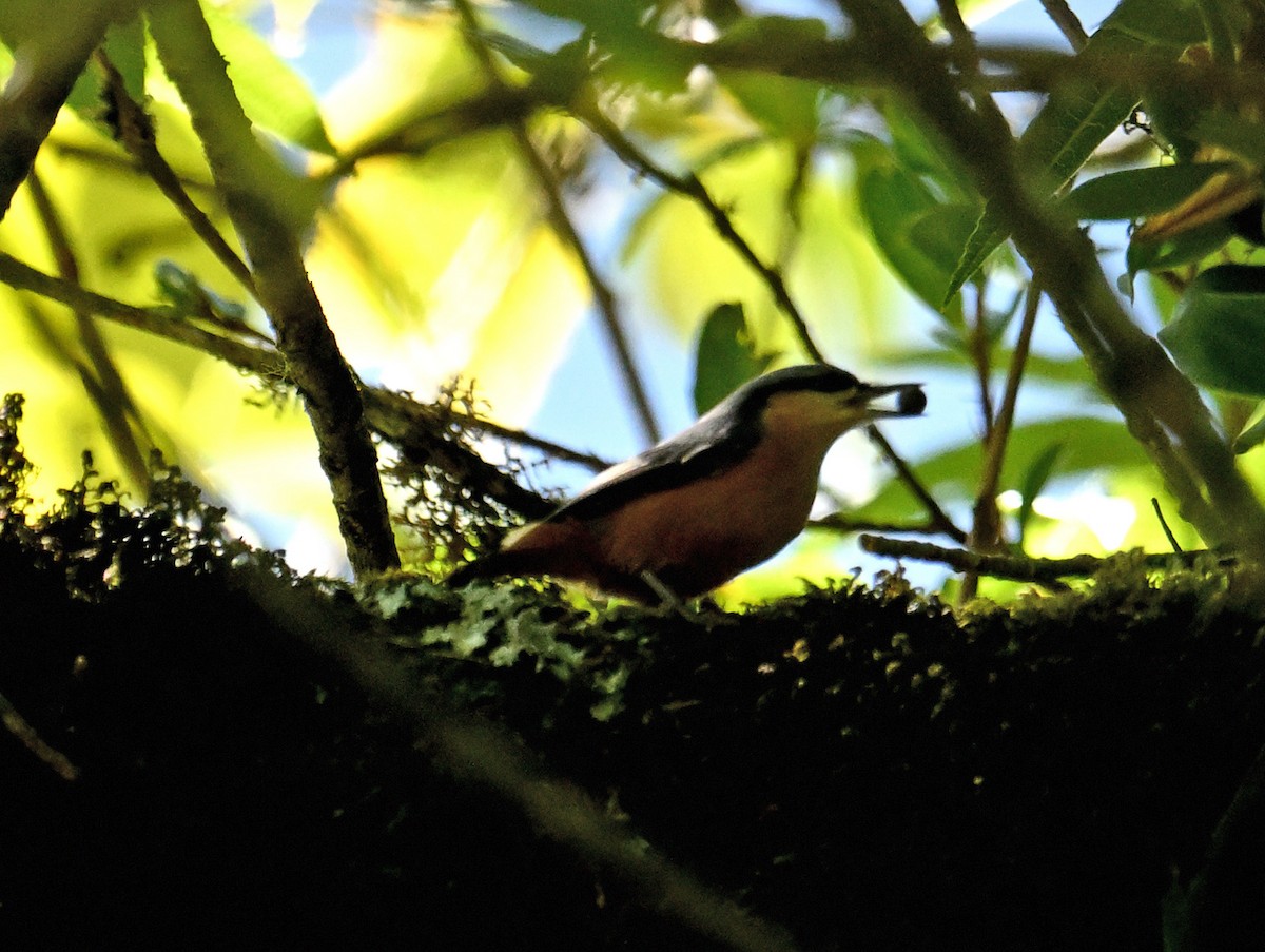 brhlík skořicový - ML646698912