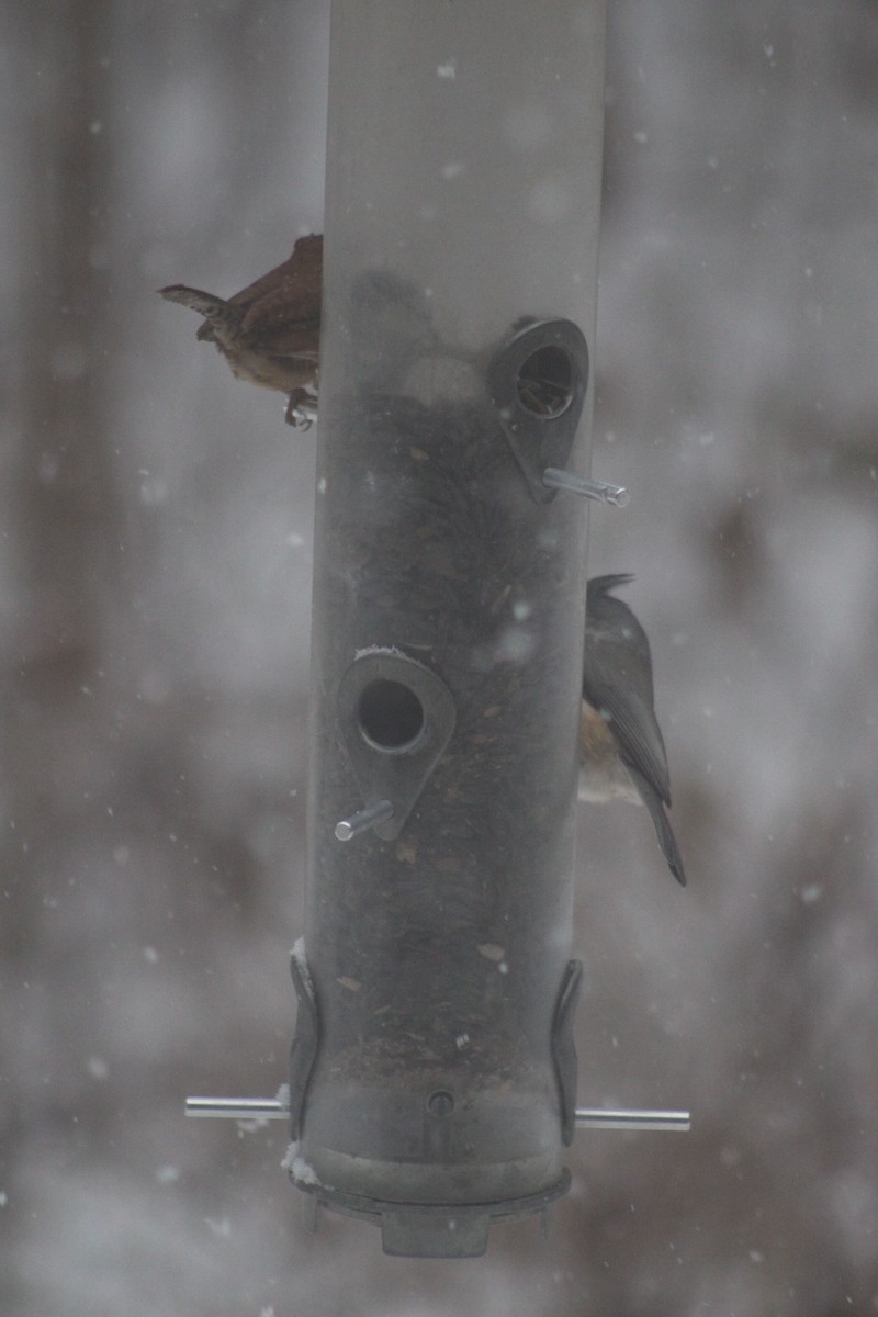 Tufted Titmouse - ML646698915