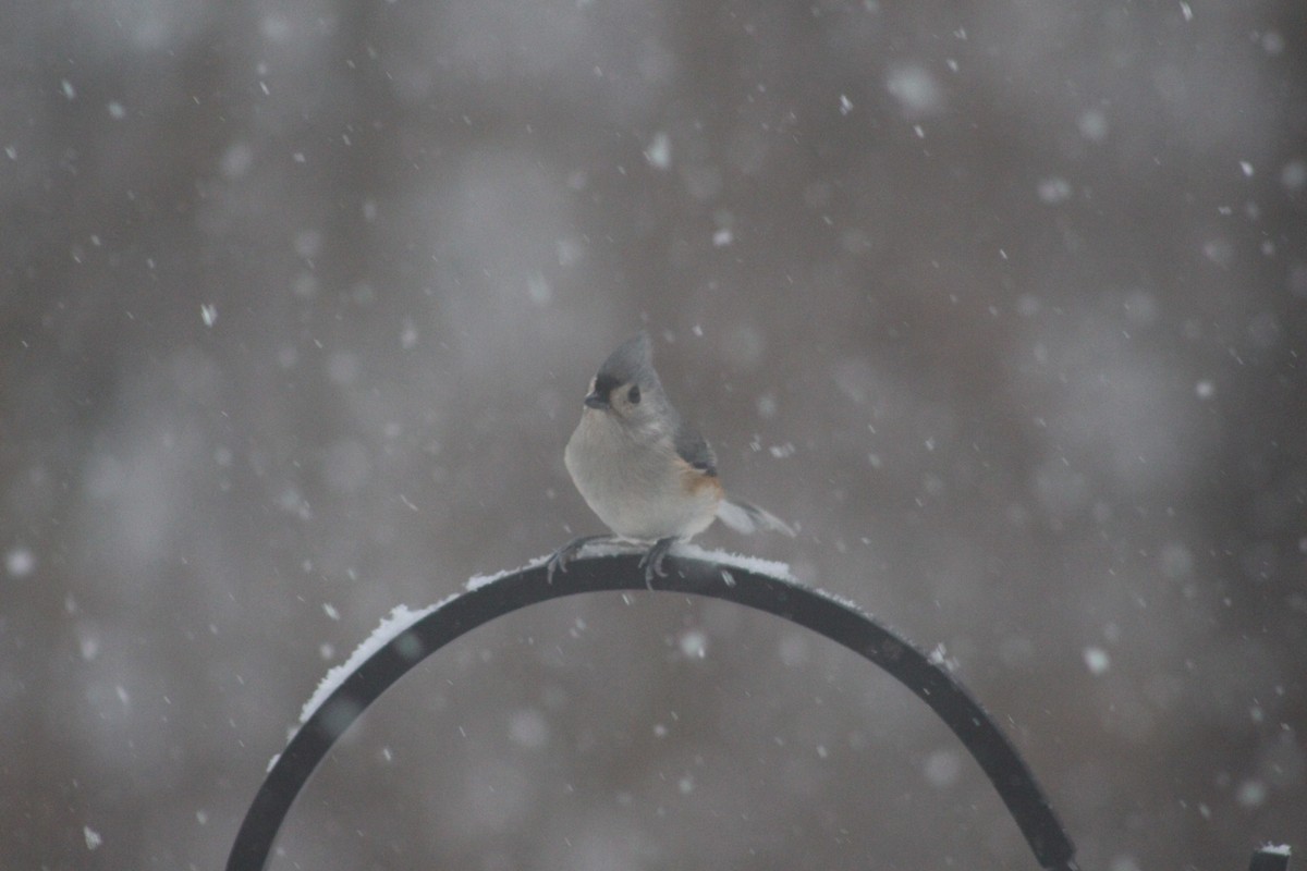 Tufted Titmouse - ML646698916
