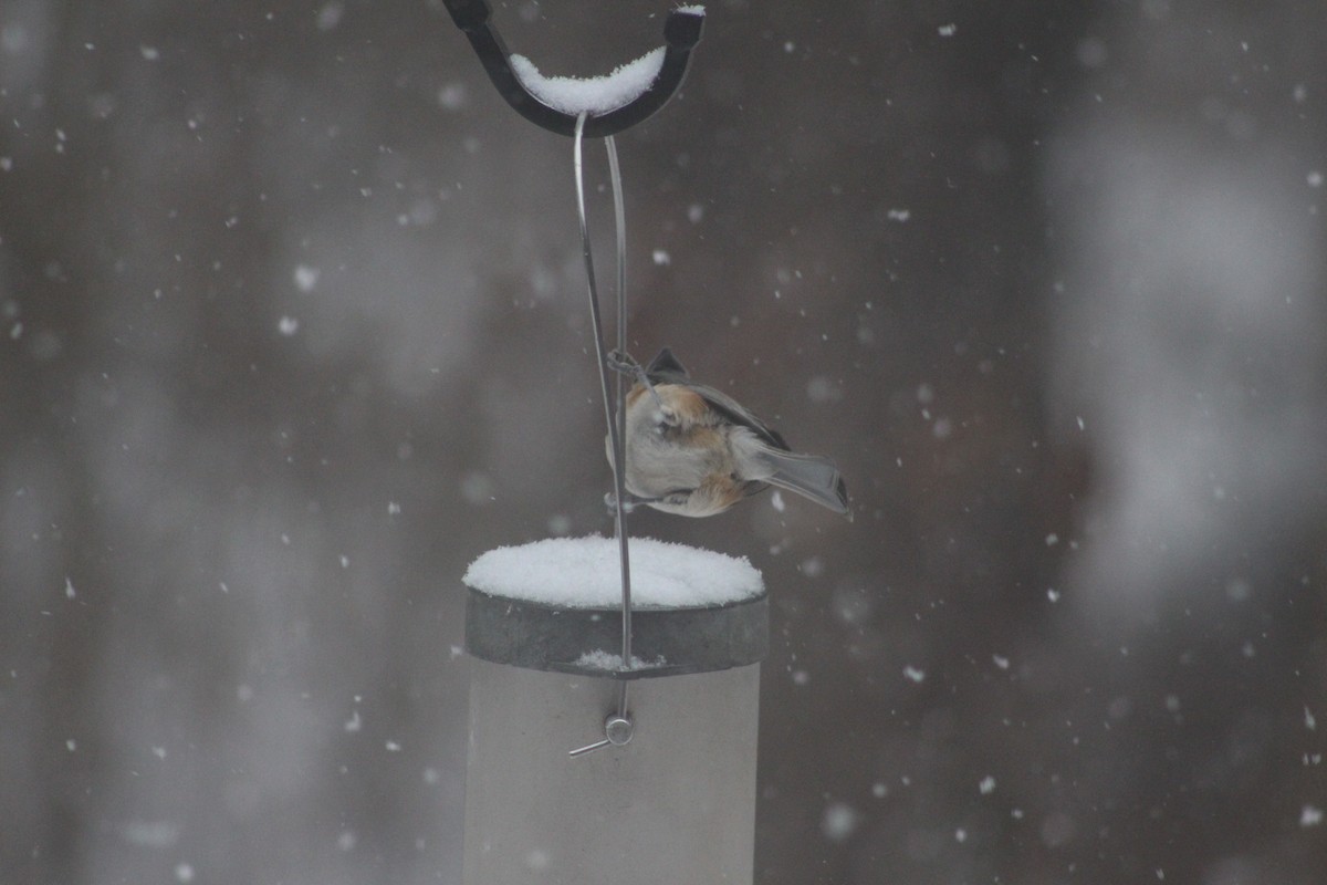 Tufted Titmouse - ML646698917